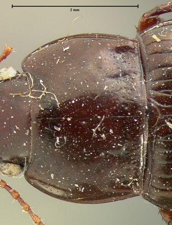 Media type: image;   Entomology 7386 Aspect: pronotum dorsal